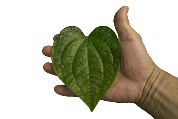 一片绿色的心形叶子放在一个男人的手掌上图片下载