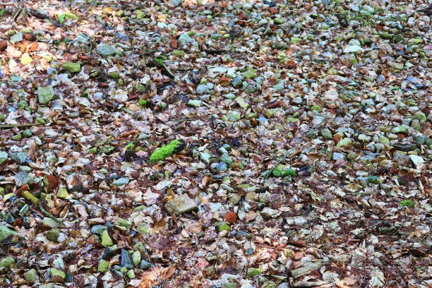 详细的近距离观察森林地面纹理与苔藓和树枝图片下载