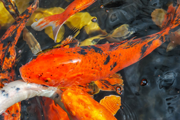 池塘里的锦鲤，以数码照片图片为背景图片下载