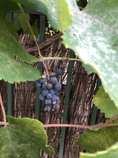 一串深色的有机葡萄在树叶间图片下载