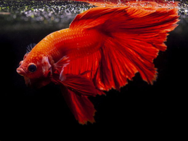 暹罗斗鱼，一串红图片下载