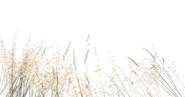 摘要干草花，草本孤立在白色背景上。图片下载