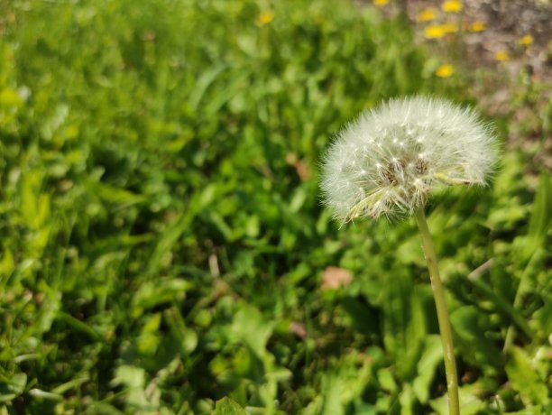 蒲公英图片下载