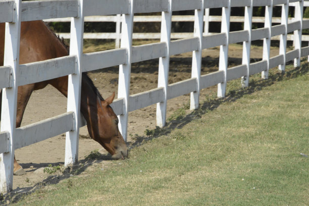 马场里的马，在白色篱笆后面吃草图片下载