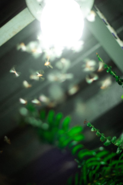 蚊子飞向光图片下载