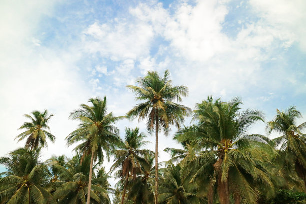 很多椰子树。图片下载