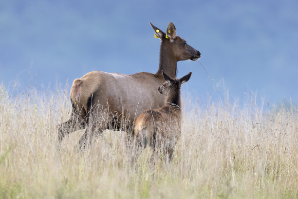 每一个图片下载