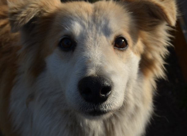 一只狗在看我图片下载