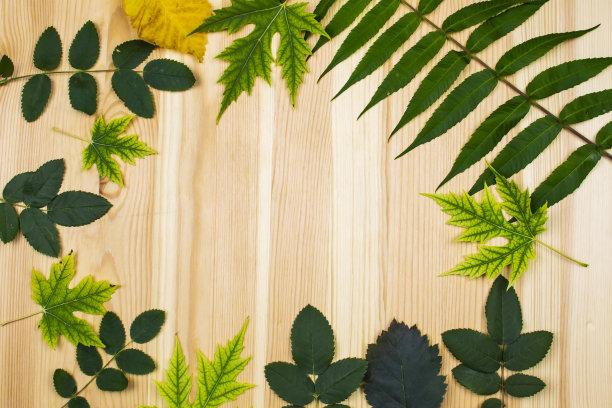 从绿色和黄色的叶子在浅木背景。背景与复制空间图片下载