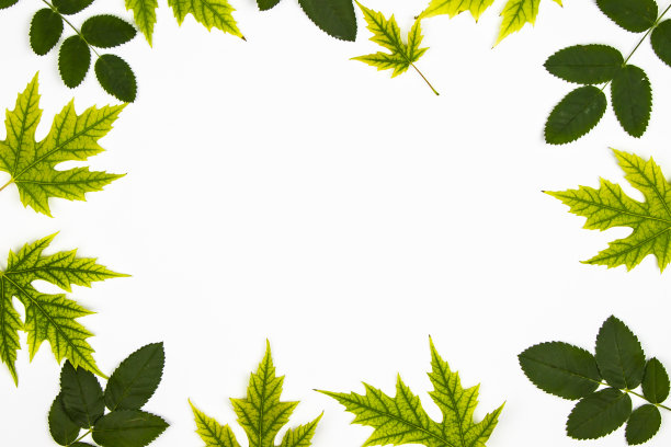 框架从绿色的树叶银枫树(糖槭)和树叶从玫瑰孤立在白色的背景。背景与复制空间图片下载