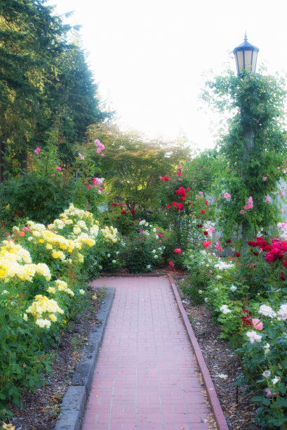 俄勒冈州圣波特兰国际玫瑰花园图片下载