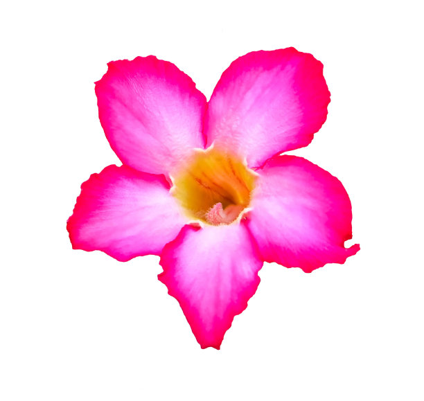 粉红色和白色的鸡蛋花或鸡蛋花在白色的背景和修剪路径图片下载