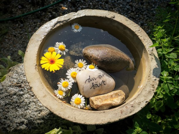 蜜蜂和混凝土水池图片下载