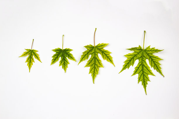 在白色背景上孤立的银枫树(糖槭)的四片绿叶。叶子从小到大图片下载