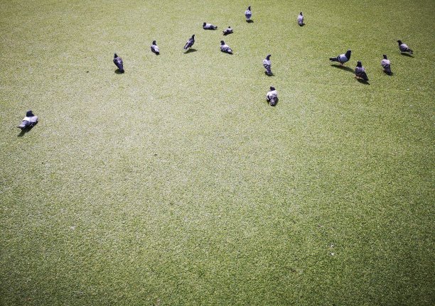 城市鸽子在人造草地上图片下载