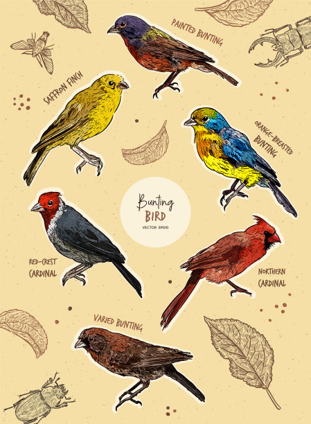 Set bunting bird手绘素描图片下载