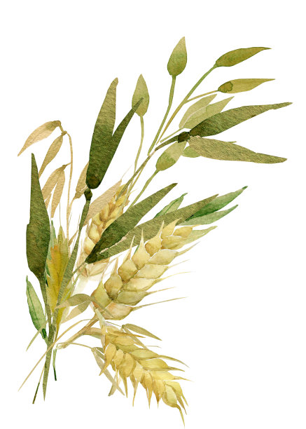 水彩小麦的耳朵。图片下载