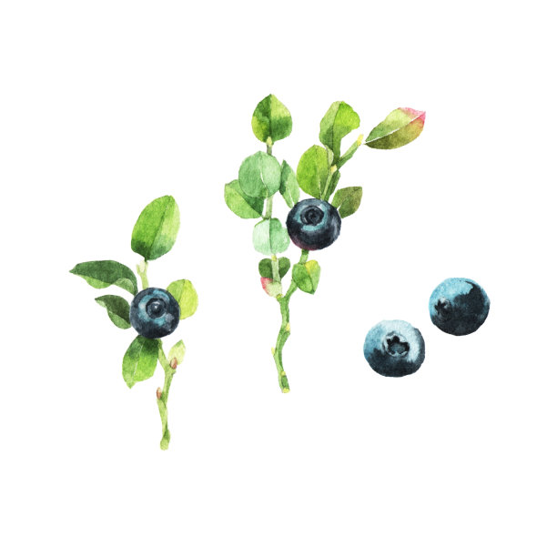 蓝莓水彩画插图图片下载