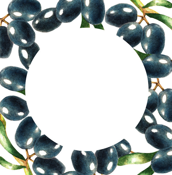 黑橄榄枝，水彩画，画框图片下载