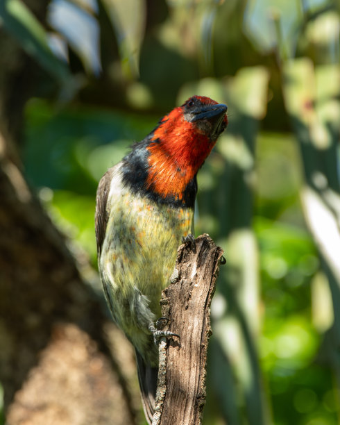 非洲鸟类图片下载