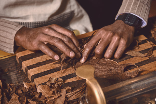 男子用烟叶制作雪茄的手的特写。传统的雪茄制造。示范制作手工雪茄。用手揉搓干烟叶。图片下载