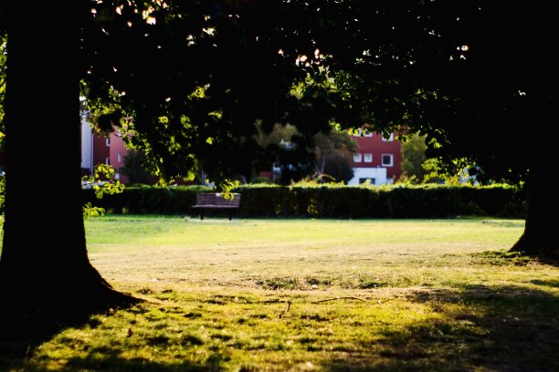 重点关注公园里树木的低光阴影和秋天的颜色图片下载