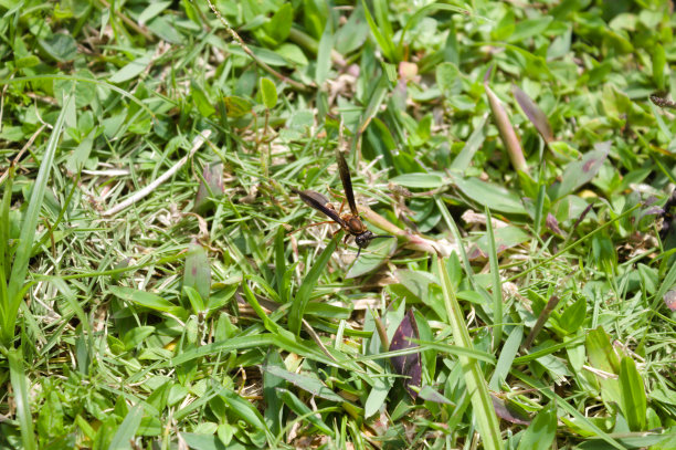 黄蜂在草地上和房子的花园里图片下载