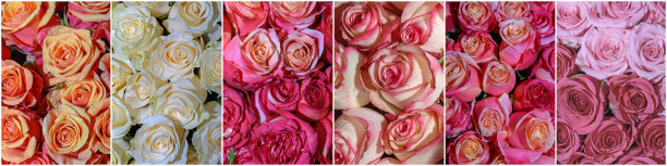 美丽的花朵拼贴画。全景。图片下载