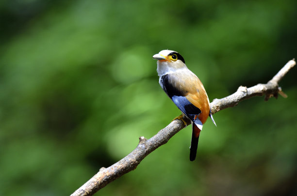 美丽的银胸阔嘴雀(月形Serilphus lunatus)在树枝上，姿态优美图片下载