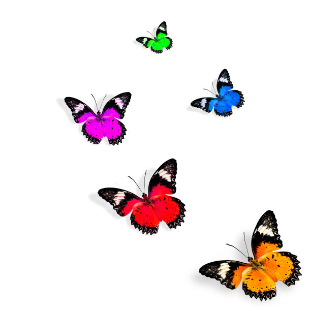 美丽的各种颜色的蝴蝶在白色的背景上飞舞图片下载