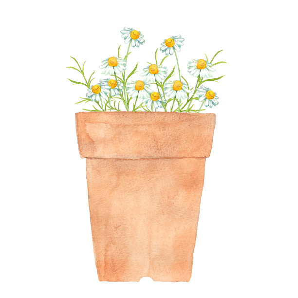 花盆里的洋甘菊花图片下载