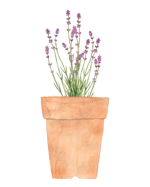 花盆里的薰衣草图片下载