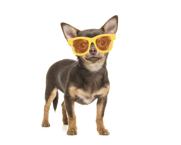 漂亮的棕色吉娃娃狗戴着黄色太阳镜站在白色的背景上图片下载