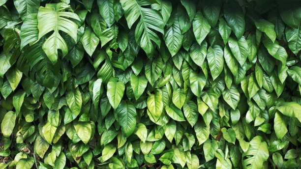 叶的背景图片下载