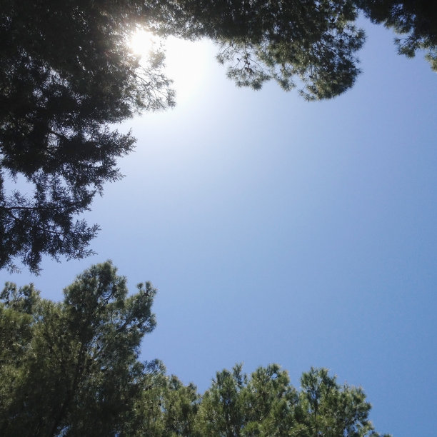 阳光透过树图片下载