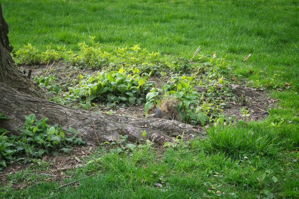 灰松鼠坐在树干后面的草地上吃着坚果图片下载