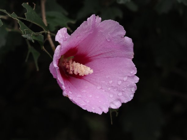 美丽木槿花图片下载