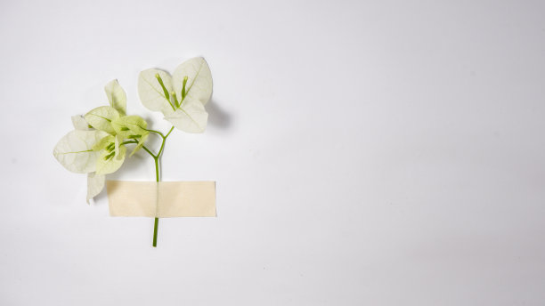 贴花和茎在白色背景上图片下载