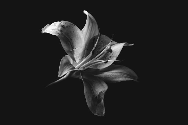 黑色和白色百合的形象在黑暗的背景图片下载