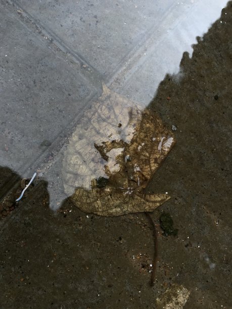 一片被雨水淋湿的叶子图片下载