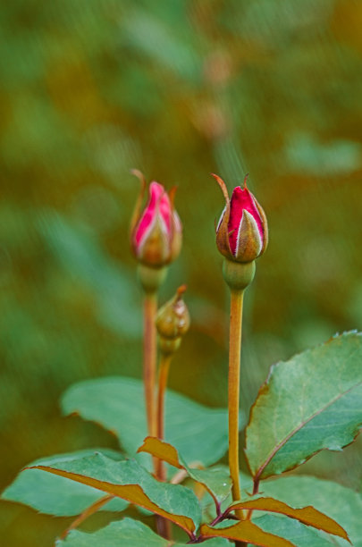 美丽的新鲜玫瑰在夏天生长在户外图片下载