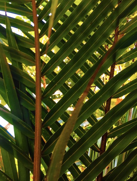 多叶的设计图片下载