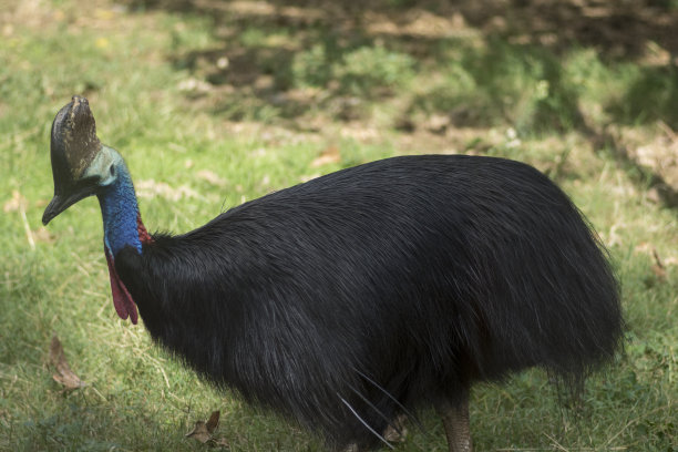 双垂肉食火鸡站在草地上图片下载