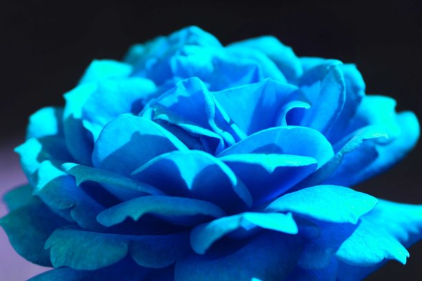 黑色背景上的蓝色玫瑰。特写镜头。图片下载