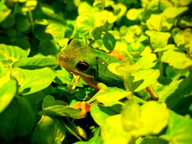青蛙，自然，绿色，叶子，zapo，绿色，植物图片下载