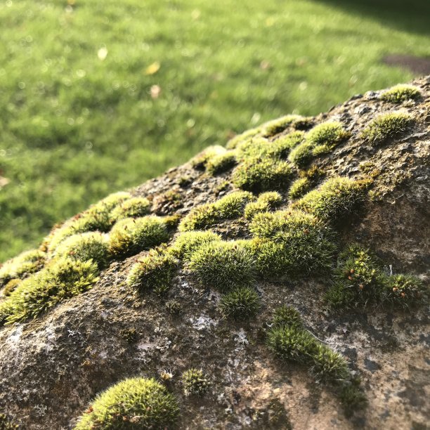 大型天然石材上的绿苔图片下载