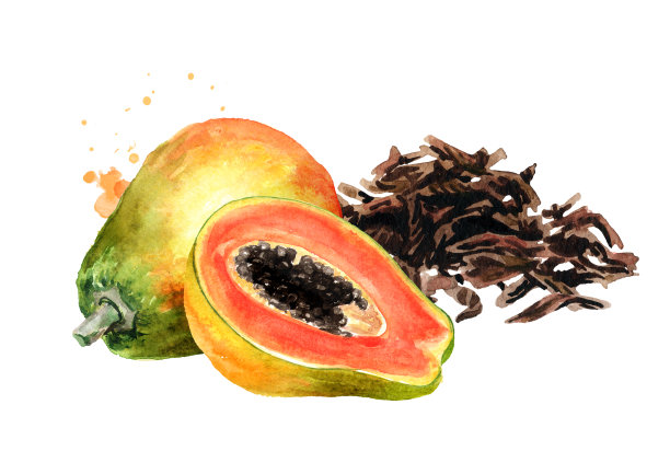 一堆干茶叶和木瓜。手绘水彩插图孤立的白色背景图片下载