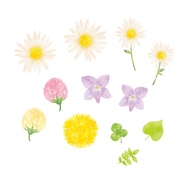 《玛格丽特》、《紫罗兰》和《白色三叶草》的素材集图片下载