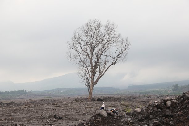 干地上的一棵老树图片下载