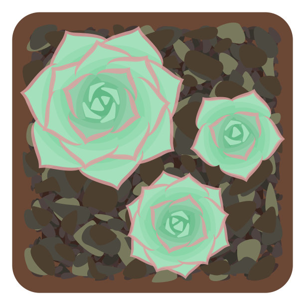 花盆里的多肉植物。孤立在白色的背景上。从上往下看。图片下载